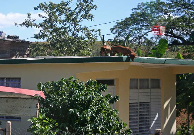 At the tobacco <em>vega</em> outside Viñales: dogs on the roof, as they so often are in Cuba. We saw a great many of these 'sausage dogs'.