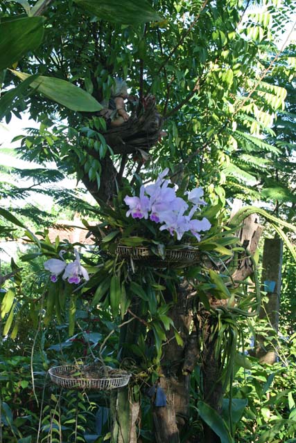 Exquisite orchids, and a doll higher up, in the <em>Jardín Botánico de Caridad,</em> Viñales.