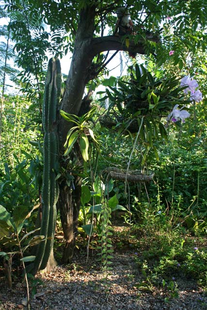 A fine standing cactus in the <em>Jardín Botánico de Caridad,</em> Viñales