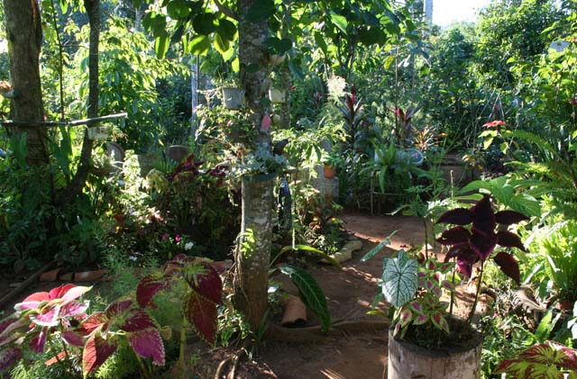 A clearing in the <em>Jardín Botánico de Caridad.</em>