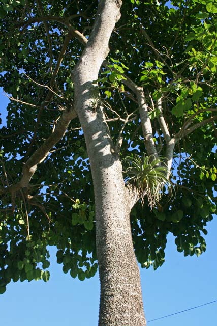 An epiphyte on a kapok tree in the <em>Jardín Botánico de Caridad,</em> Viñales.