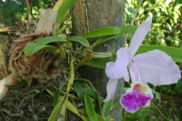 An orchid with a broken doll.