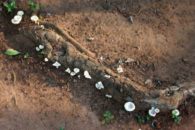 White fungi on a log in the <em>Jardín Botánico de Caridad,</em> Viñales.