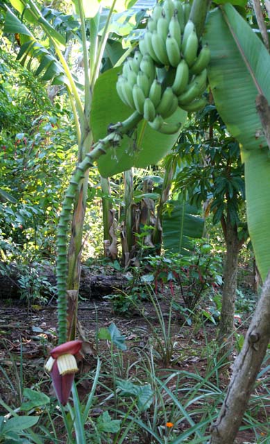 Bananas with a flower and more bananas to come in the <em>Jardín Botánico de Caridad,</em> Viñales.