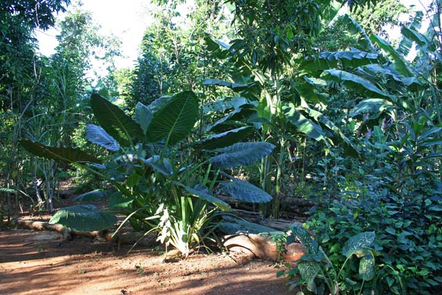 A large leaved plant in the <em>Jardín Botánico de Caridad.</em>