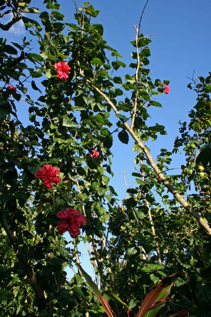 A hibiscus(?) with its red flowers in the <em>Jardín Botánico de Caridad.</em>