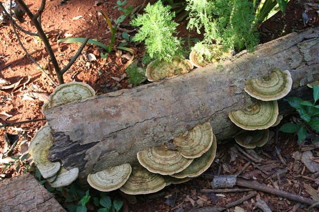 Ringed bracket fungi in the <em>Jardín Botánico de Caridad.</em>