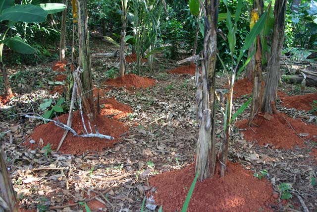 Banana plants with fresh earth piled round them in the <em>Jardín Botánico de Caridad.</em>