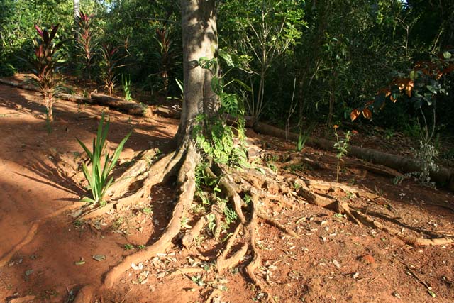 Roots on the surface in the <em>Jardín Botánico de Caridad.</em>