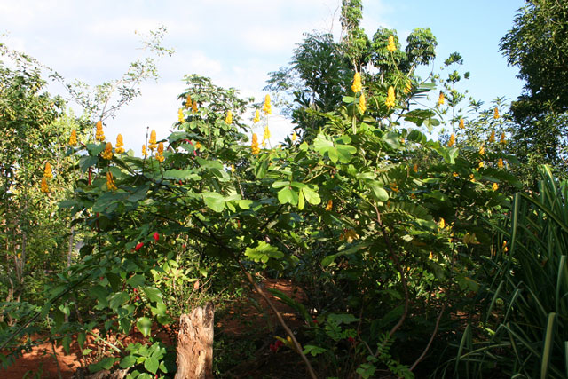 A candle bush in the <em>Jardín Botánico de Caridad</em> in Viñales.