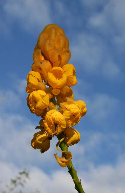 A candle bush flower in the <em>Jardín Botánico de Caridad.</em>