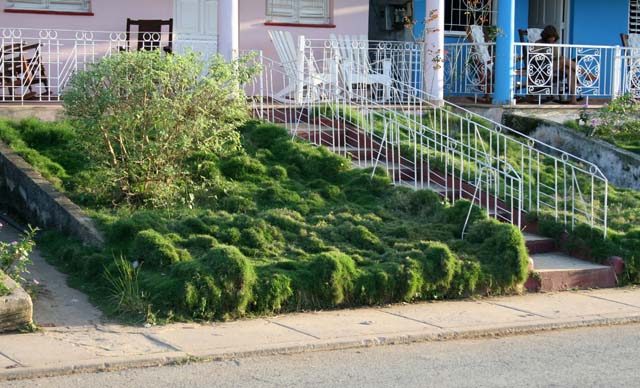 Unusual lumpy grass in a front garden in Viñales.