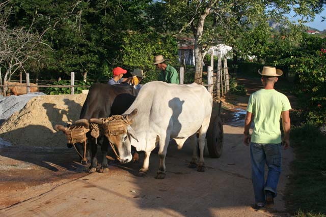 A bullock cart we passed. That's our <em>caballero</em> guide on the right.
