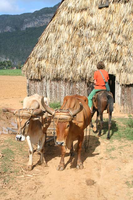 Mary negotiating a bullock cart.