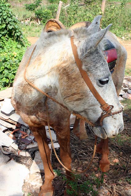 <em>Moro,</em> the horse Chris rode in the Viñales valley.