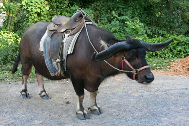 A magnificent buffalo at the <em>Cuevo del Indio,</em> outside Viñales.