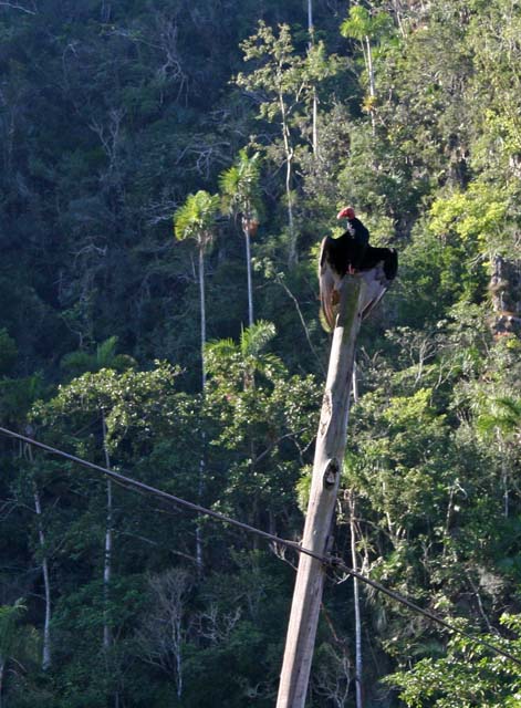 A vulture on a telegraph pole in the Viñales valley.