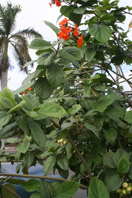 A plant in Vedado.