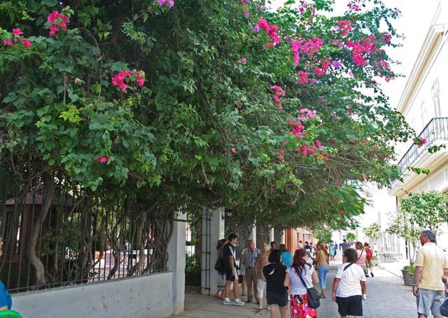Floral abundance spilling out from a small park on Calle Obispo, in Habana Vieja.