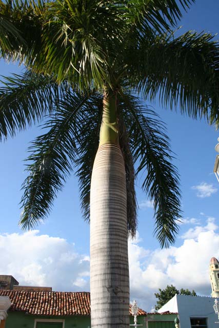 The magnificent royal palm (Roystonea regia, Cuba's national tree) in the centre of Plaza Mayor, Trinidad.