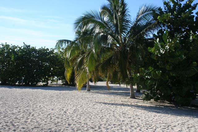 The trees just behind the beach.