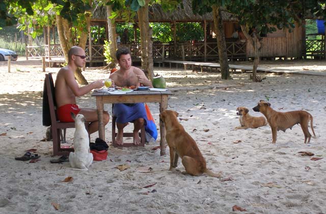 Hopeful dogs gathered round a couple of beach diners.