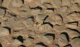 A tiny lizard on the cobbles.