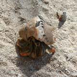 Cayo Blanco, an island off Trinidad, is thick with hermit crabs.