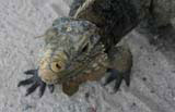 The iguanas are one of the main attractions here, and they seem to know it.