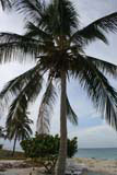 A coconut palm on the beach.