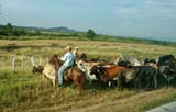 ...then the cattle were herded off into a field.
