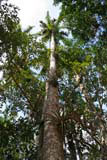 A royal palm with epiphytes growing on it.