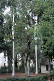 Trees near the front of El Oasis - note the big black nest in the upper centre of the photo.