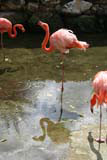 A flamingo characteristically on one leg.