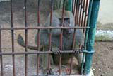 A slightly sad baboon.
