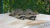 A pair of watchful raccoons at the zoo.