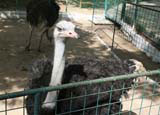 An ostrich at Camagüey zoo.