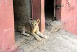A lion cub in the doorway at Camagüey zoo.