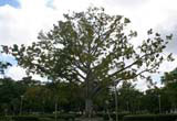 A magnificent tree in the Parque Casino Campestre in Camagüey.