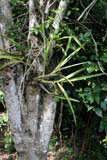 Epiphytes on a tree in the Sierra de Cubitas, near Camagüey.