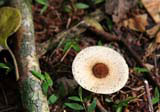 A toadstool in the Sierra de Cubitas near Camagüey.