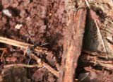 A bibijaiva - similar to a termite.