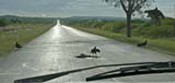 Vultures with a dead dog on the road.