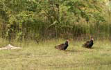 Vultures beside the road.