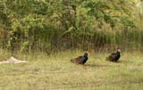 Vultures beside the road near Camagüey.