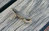 One of the small iguanas that inhabit El Castillo del Morro, Santiago.