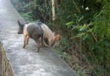 Frisky piglets by the road on the way up.