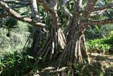 Exposed roots and multiple trunks of the Pandanus tree, with a fruit hanging on the left.