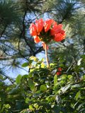 A tulip tree (Spathodea campanulata) flower in the Baconao park.
