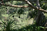 The Pandanus again, with its hanging fruits.